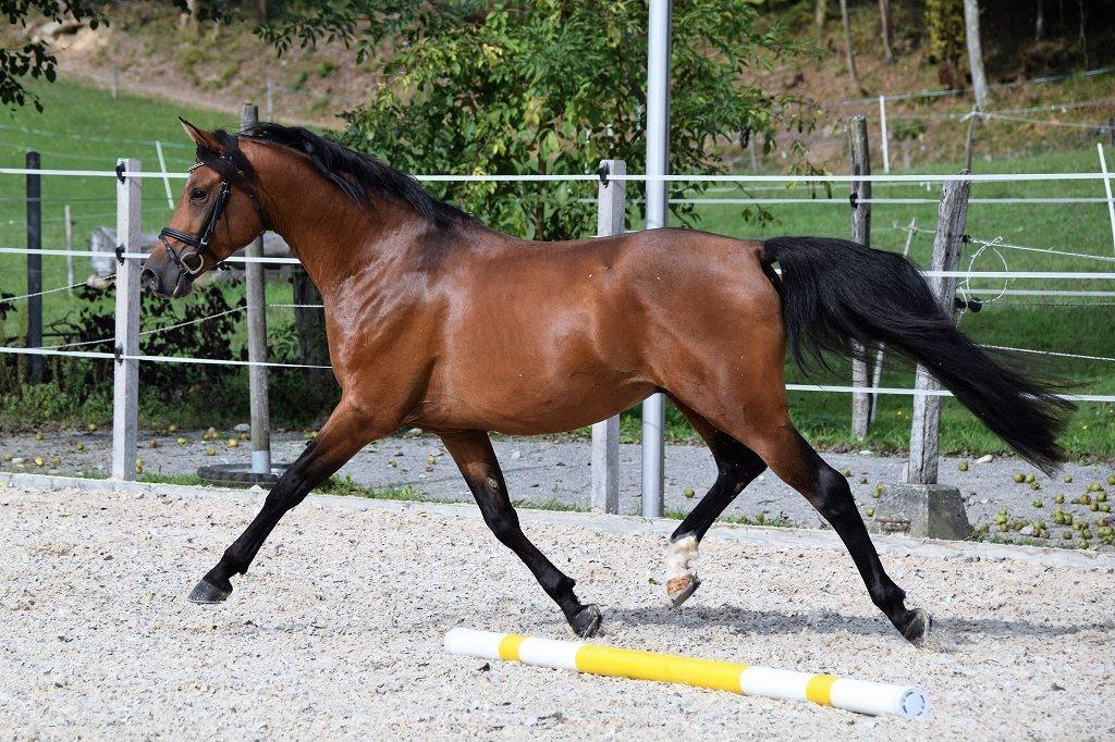 Sirocco des Charmes